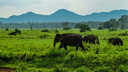 Elefanten Sri Lanka