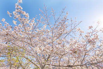 満開の桜