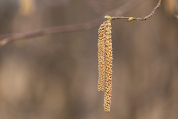Hazel catkins - Corylus avellana in early spring closeup. branches with flowers of Hazel catkins (Corylus avellana) in early spring