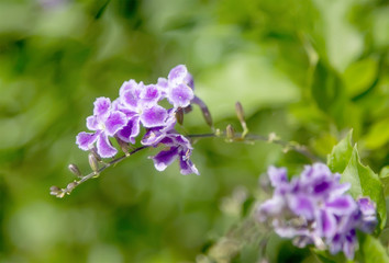 Close-up duranta flower in the garden. Montenegro