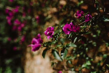 Fototapeta premium Flora und Fauna Mallorca