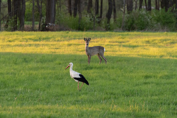 Sarna z Bocianem © TM 360