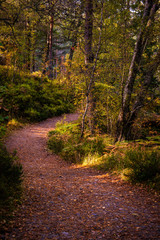 Fototapeta na wymiar Pathway in the woods of Glen Affric