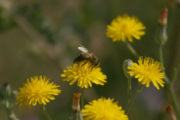 BEE ON THE FLOWER