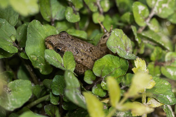 Frosch versteckt sich in Blättern