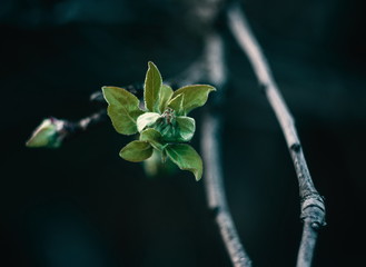 Spring time. Blossom plants closeup