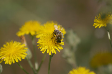 BEE ON THE FLOWER 2