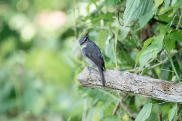 Bird in African