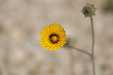 LONELY YELOW FLOWER