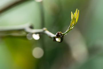 Rain drops on green leaf nature background.