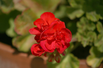 BEAUTIFUL RED FLOWERS