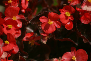FLOWERS WORLD
