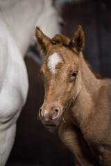 Pferd Ponyfohlen Fuchs frisch geboren