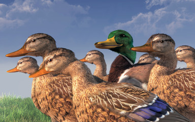 A group of mallards waddles together.  In the middle of them is one solitary drake.  He glances at the camera from among the females ducks with what looks like a smile. 3D rendering 