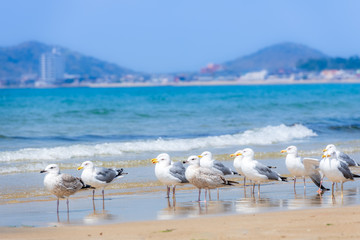 青空と青い海、砂浜に戯れるカモメ