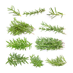 Rosemary isolated on white background