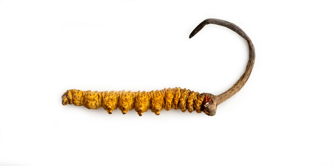 Obraz premium cordycepe sinensis (CHONG CAO, DONG CHONG XIA CAO) or mushroom cordyceps this is a herbs on isolated background. Medicinal properties in the treatment of diseases. National organic medicine.