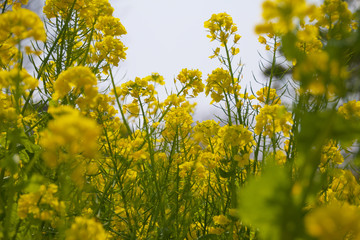 菜の花