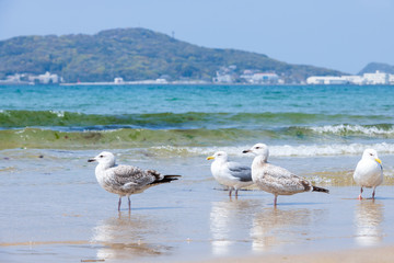 青空と青い海、砂浜に戯れるカモメ