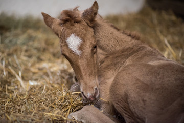 Pferde Ponyfohlen im Stroh