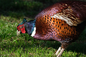 Pheasants are characterised by strong sexual dimorphism, males being highly decorated with bright colors and adornments such as wattles. Males are usually larger than females and have longer tails.