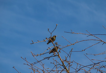 Starlings sit on a tree and sing a spring song, a symbol of spring.