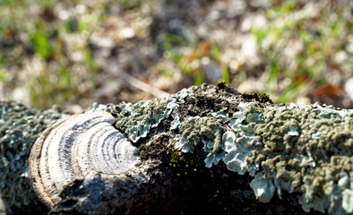Mushroom Parasite