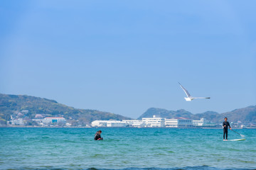 Fototapeta na wymiar 青空と青い海、砂浜に戯れるカモメ