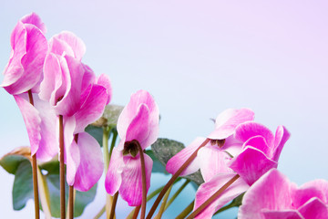 Pink flowers on blue background. Pastel colors.