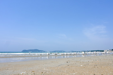 青空と青い海、砂浜に戯れるカモメ