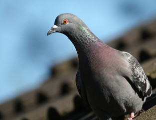 Feral pigeon looking for food in urban house garden.