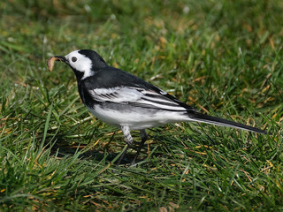 Wagtail feeding on grass lawn. The wagtails are a genus, Motacilla, of passerine birds in the family Motacillidae.