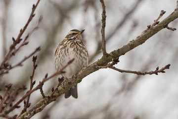 A Redwing ( Turdus iliacus) in a bare cherry tree in winter, a regular Scandinavian winter visiting thrush to the UK.