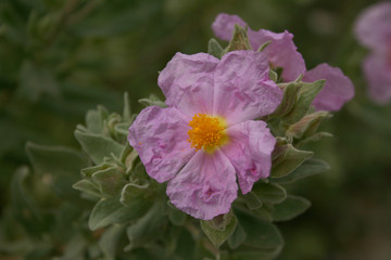 CISTUS ALBIDUS