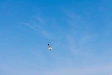 青い夏空を舞うカモメ