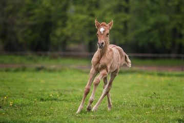 Ponyfohlen auf der Weide
