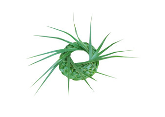 Parade hats made from fresh green palm leaf  , woven texture crafts isolated on white background with clipping path
