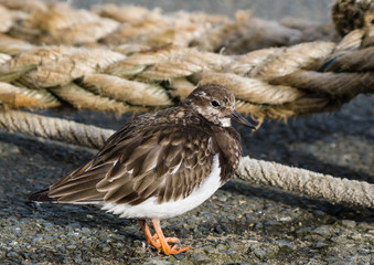 A winter visiting Turnstone (Arenaria iterpres) in winter plumage on a quayside in Padstow, England.