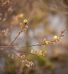 Pussy willow blooming in Spring Time