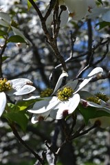 Dogwood blossoms