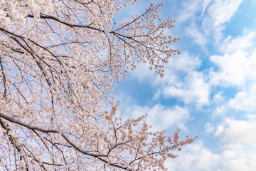 満開の桜の花