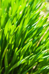 Fototapeta na wymiar Green fresh grass.