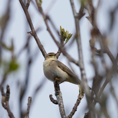 Garden warbler ( Sylvia borin) singing in a tree, a regular summer visitor to the UK