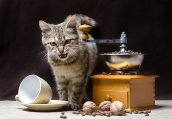 offended tabby color kitten sits next to a manual coffee grinder and coffee grains