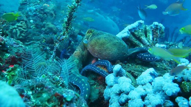Octopus on coral reef near Bali island Indonesia.