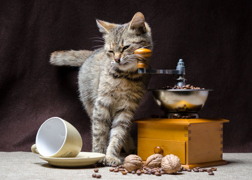 tabby kitten and coffee