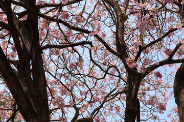 tree in autumn
