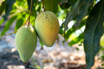 Mango fruit is nutritious.