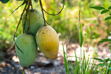Mango fruit is nutritious.