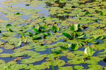 Naturalistic oasis with aquatic plants